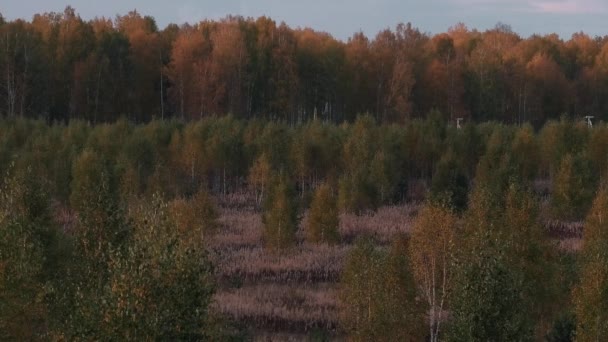 Jesień Lesie Lub Parku Światło Wieczorowe — Wideo stockowe