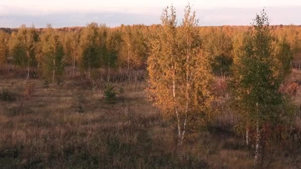 Höst Skogen Eller Parken Kvällsljus — Stockvideo