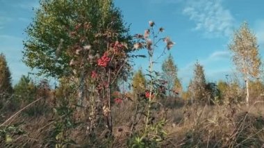 Sonbaharda olgun böğürtlenli Rowan ağacı