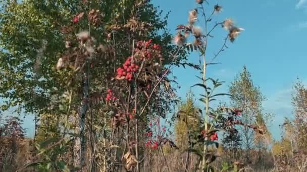 Rowan Boom Met Rijpe Bessen Herfst — Stockvideo