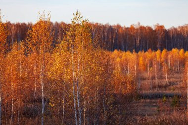 Huş ağacı orman sonbahar. 