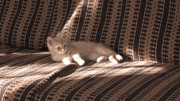 小さな子猫はソファの上で遊ぶ — ストック動画