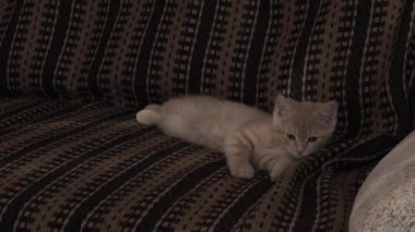 Kanepede esneme kedisi