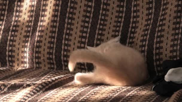 Little Kitty Plays Sofa — Stock Video