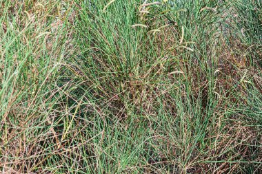 Tarlada ekilmemiş uzun otlar