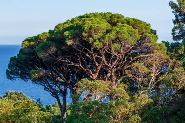 Uzaktaki güzel orman ve mavi deniz