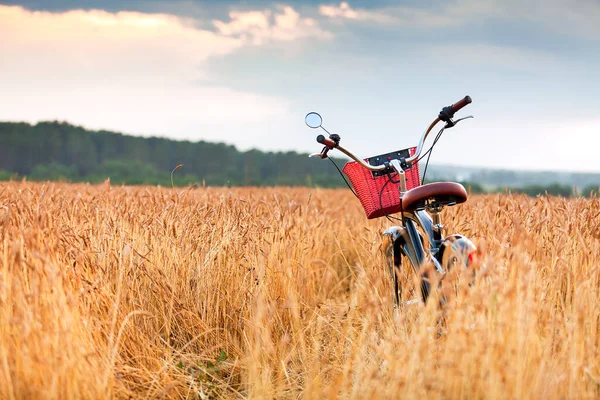 Fahrrad Steht Auf Einem Feld Zwischen Weizenähren — Stockfoto