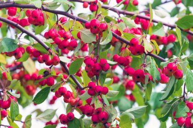 Dallarda olgun yabani elmalar