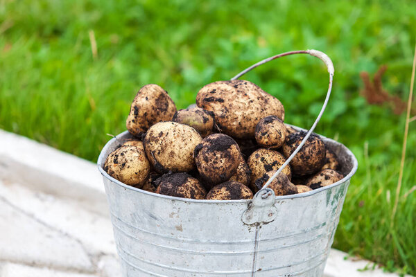 Металлическое ведро, полное свежей картошки