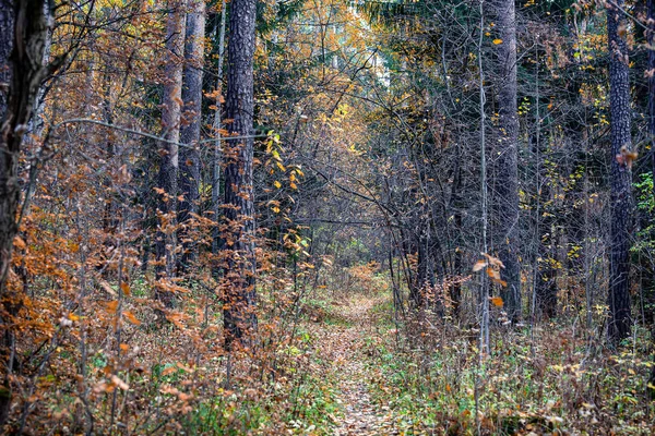 Chodník Hlubokém Lese Podzim — Stock fotografie