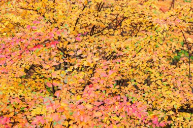 Parktaki ağaçların üzerinde renkli yapraklar. Sonbahar. Parlak kronometre ya da çit kotonateri