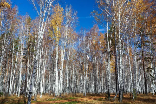 Betulle Pini Bosco Misto Una Giornata Sole Autunnale — Foto Stock