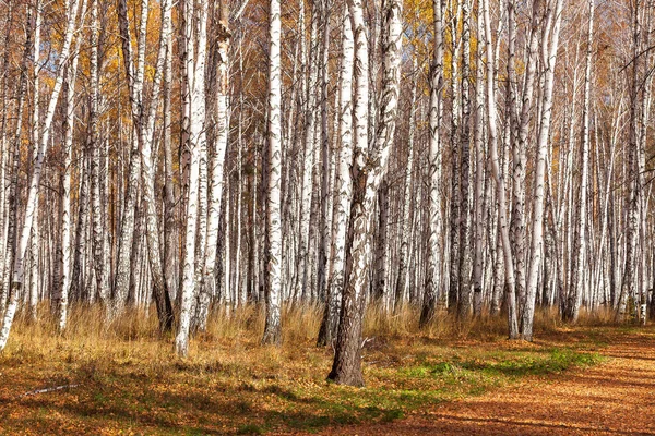 Beautiful Birch Forest Autumn — Stock Photo, Image