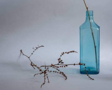 bitki ve mavi şişe beyaz arkaplanda