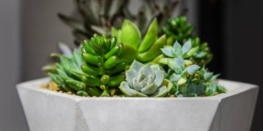 Kaktüs ve etli bitki tencerede topluluğu. Saksı kaktüs karanfiller.