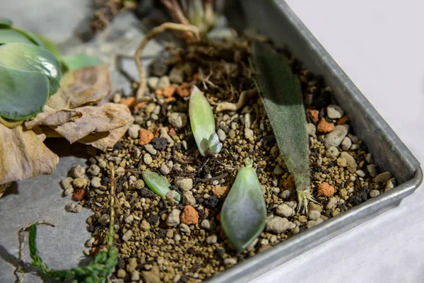 Pflanzen Der Box Für Das Herbarium — Stockfoto
