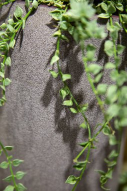 Gri Duvar ile bitki yaprakları.