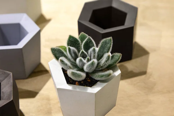 Piante Succulente Cactus Vaso All Aperto Piante Casa Vaso Cactus — Foto Stock