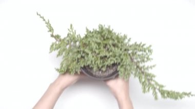 Eller bir bitki beyaz arka plan üzerinde bir tencereye koyun. Çay töreni. Bölüm 01.