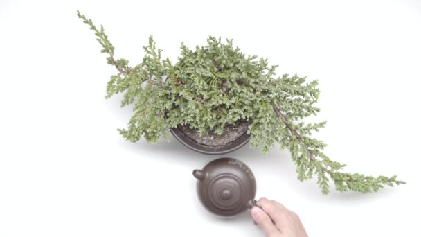 Female Hands Put Chinese Cups Kettle Plant Pot White Background — Stock Video