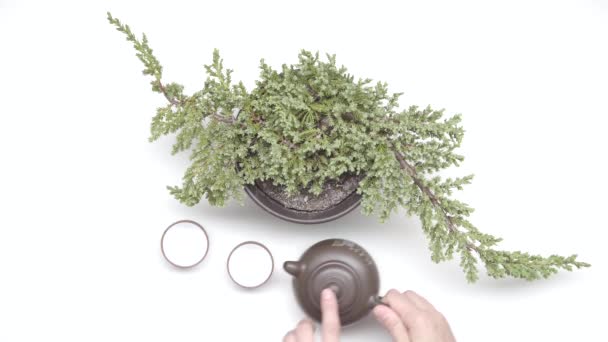 Female Hands Pour Tea Chinese Cups Kettle Plant Pot White — Stock Video