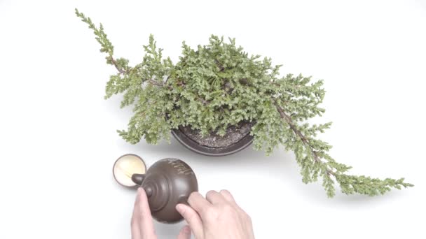 女性的手在中国的杯子里倒茶 在植物附近的水壶里 在白色背景的锅里 慢动作 第07部分 — 图库视频影像