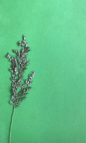 Dried plant on green colored background.