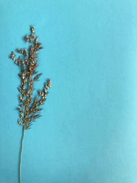 Dried plant on blue colored background.