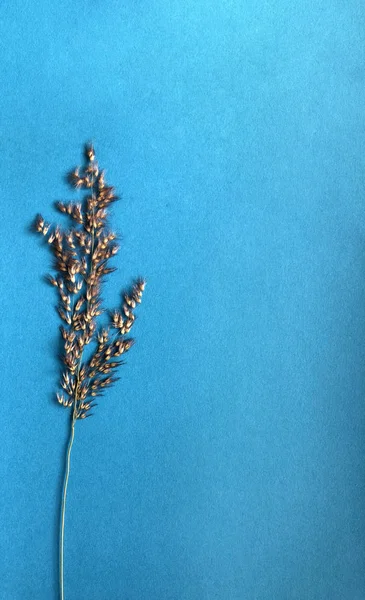 Getrocknete Pflanze auf blauem Hintergrund. — Stockfoto