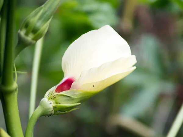 Gros plan de fleur d'okra — Photo