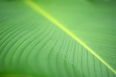 yaprak yeşil arka plan