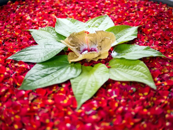 Hisbiscus decoração de flores — Fotografia de Stock