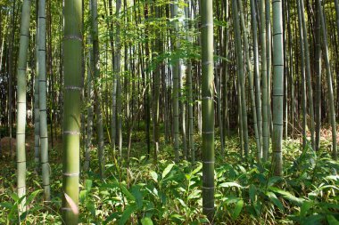 Japonya 'daki Bambu Ormanı