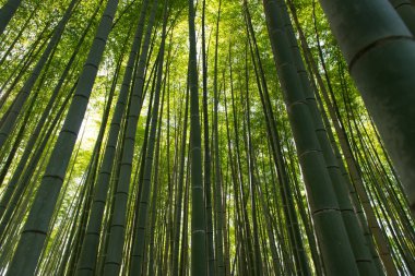 Bambu Ormanı Arashiyama Kyoto Japonya'da