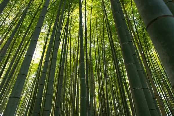 Bosque de bambú en Arashiyama Kyoto Japón —  Fotos de Stock