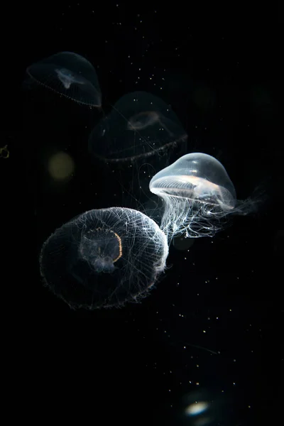 Quallen oder Rhizostoma pulmo schwimmen im Aquarium — Stockfoto