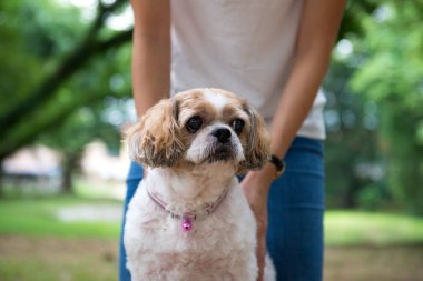 Shih Tze köpeği ile Asya genç bayan