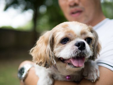 Şirin bir Shih Tzu köpek portresi