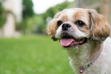 Şirin bir Shih Tzu köpek portresi
