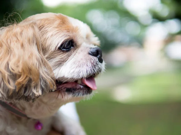 Şirin bir Shih Tzu köpek portresi