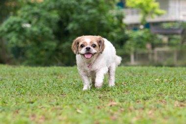 Şirin bir Shih Tzu köpek portresi
