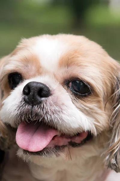 Porträt eines niedlichen shih tzu Hundes — Stockfoto