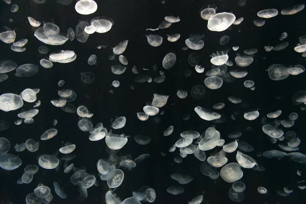 Méduses ou Rhizostoma pulmo flottant dans l'aquarium — Photo