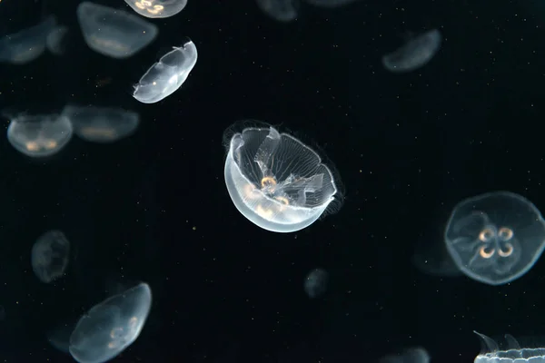 Pulmo meduzy lub Rhizostoma pływające w akwarium — Zdjęcie stockowe