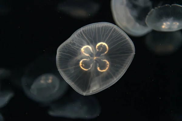 Akvaryumda yüzen denizanası veya Rhizostoma pulmo — Stok fotoğraf