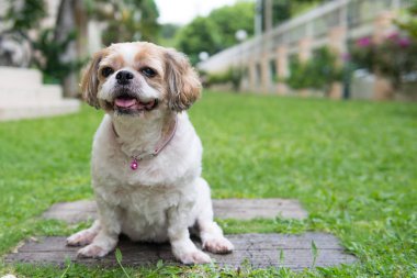 Sevimli küçük bir Shih Tzu puppy köpek açık portresi