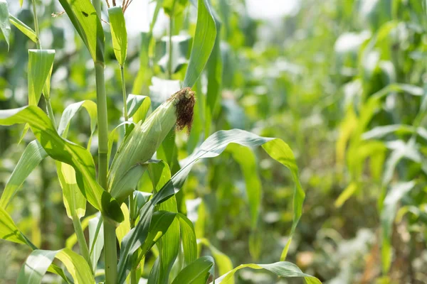 Suikermaïs planten in het veld — Stockfoto