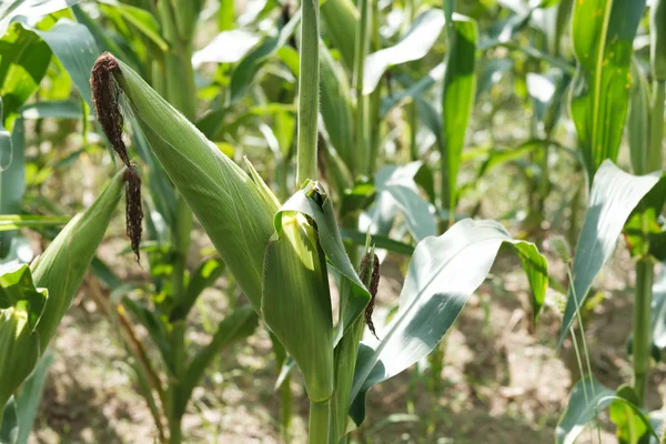 Zuckermaispflanze auf dem Feld — Stockfoto