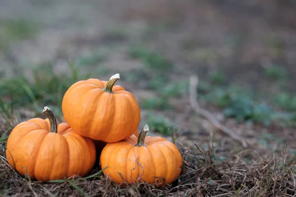Pumpkins in the field — Stock Photo, Image