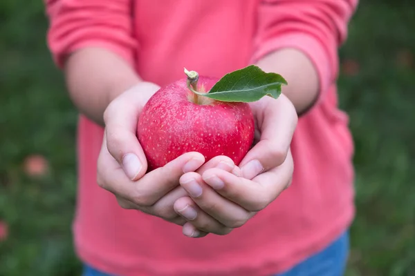 Händer som håller rött äpple — Stockfoto